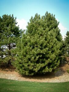 Сосна Чёрная (Pinus Nigra) купить по цене от 270.00р. в интернет-магазине «Посадика» с доставкой почтой в в Усинске и по всей России – [изображение №1].