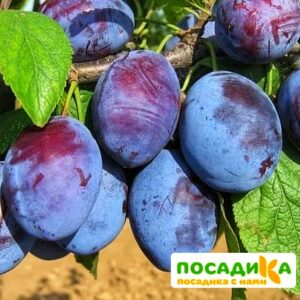 Слива Чачакская ранняя купить по цене от 229.00р. в интернет-магазине «Посадика» с доставкой почтой в в Усинске и по всей России – [изображение №1].