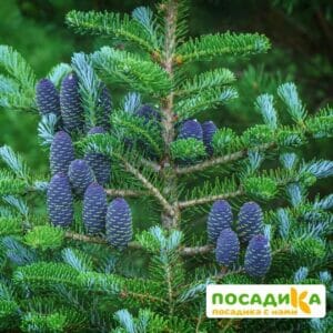 Пихта корейская (Abies koreana) купить по цене от 450.00р. в интернет-магазине «Посадика» с доставкой почтой в в Усинске и по всей России – [изображение №1].