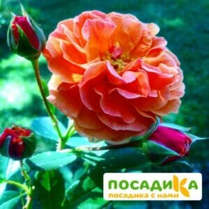 Роза Арабия купить по цене от 350.00р. в интернет-магазине «Посадика» с доставкой почтой в в Усинске и по всей России – [изображение №1].