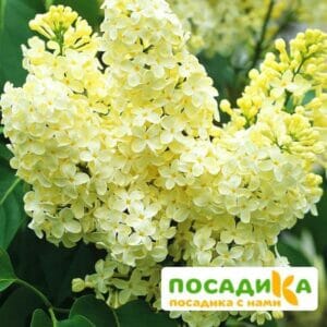 Сирень Примроуз (Primrose) купить по цене от 529.00р. в интернет-магазине «Посадика» с доставкой почтой в в Усинске и по всей России – [изображение №1].