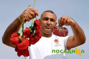 Клубника Гигант Джорнея купить по цене от 266р. в интернет-магазине «Посадика» с доставкой почтой в в Усинске и по всей России – [изображение №1].
