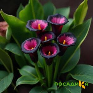 Калла Аура Лейс купить по цене от 400р. в интернет-магазине «Посадика» с доставкой почтой в в Усинске и по всей России – [изображение №1].