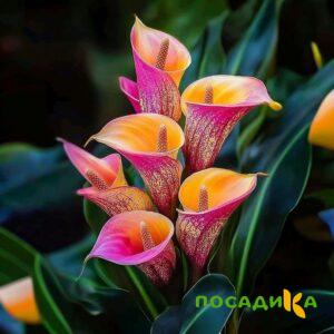 Калла Оникс купить по цене от 450р. в интернет-магазине «Посадика» с доставкой почтой в в Усинске и по всей России – [изображение №1].