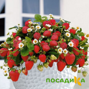 Клубника Рубиновый Шепот (горшечная) купить по цене от 240р. в интернет-магазине «Посадика» с доставкой почтой в в Усинске и по всей России – [изображение №1].