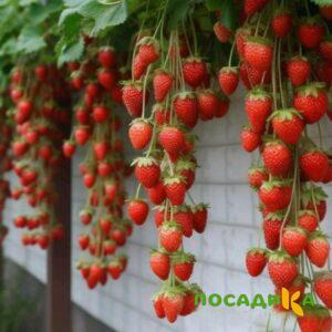 Клубника вьющаяся Комплимент купить по цене от 470р. в интернет-магазине «Посадика» с доставкой почтой в в Усинске и по всей России – [изображение №1].