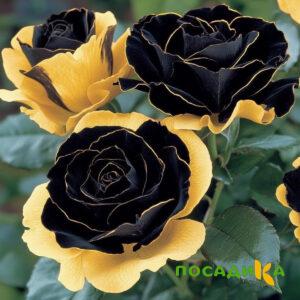 Роза Ханни Сикл купить по цене от 700р. в интернет-магазине «Посадика» с доставкой почтой в в Усинске и по всей России – [изображение №1].