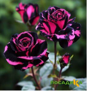 Роза Багровый Шепот купить по цене от 366р. в интернет-магазине «Посадика» с доставкой почтой в в Усинске и по всей России – [изображение №1].
