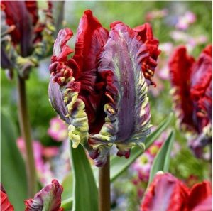 Тюльпан Рококо купить по цене от 350р. в интернет-магазине «Посадика» с доставкой почтой в в Усинске и по всей России – [изображение №1].